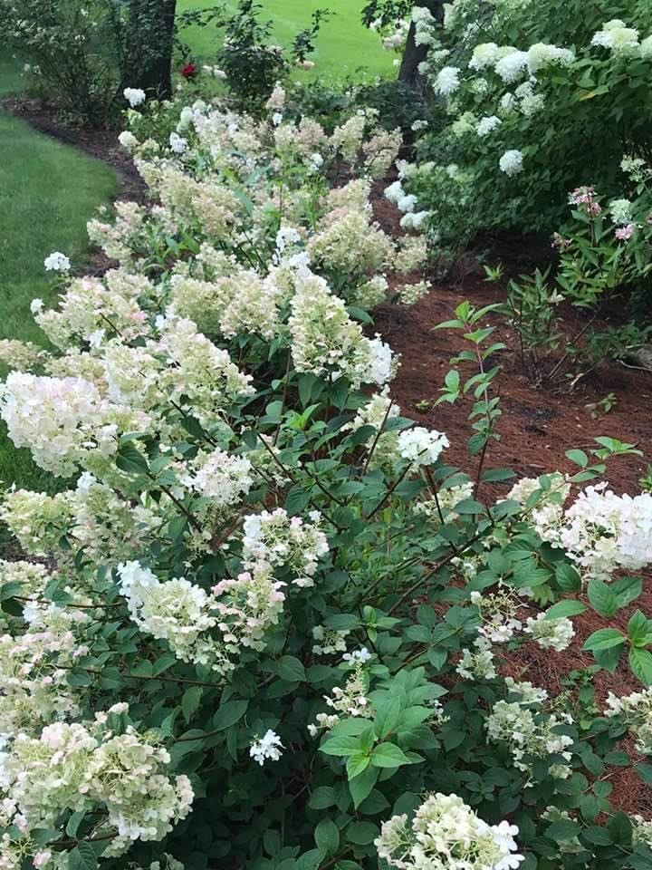 Bobo hydrangea | Houzz Forum