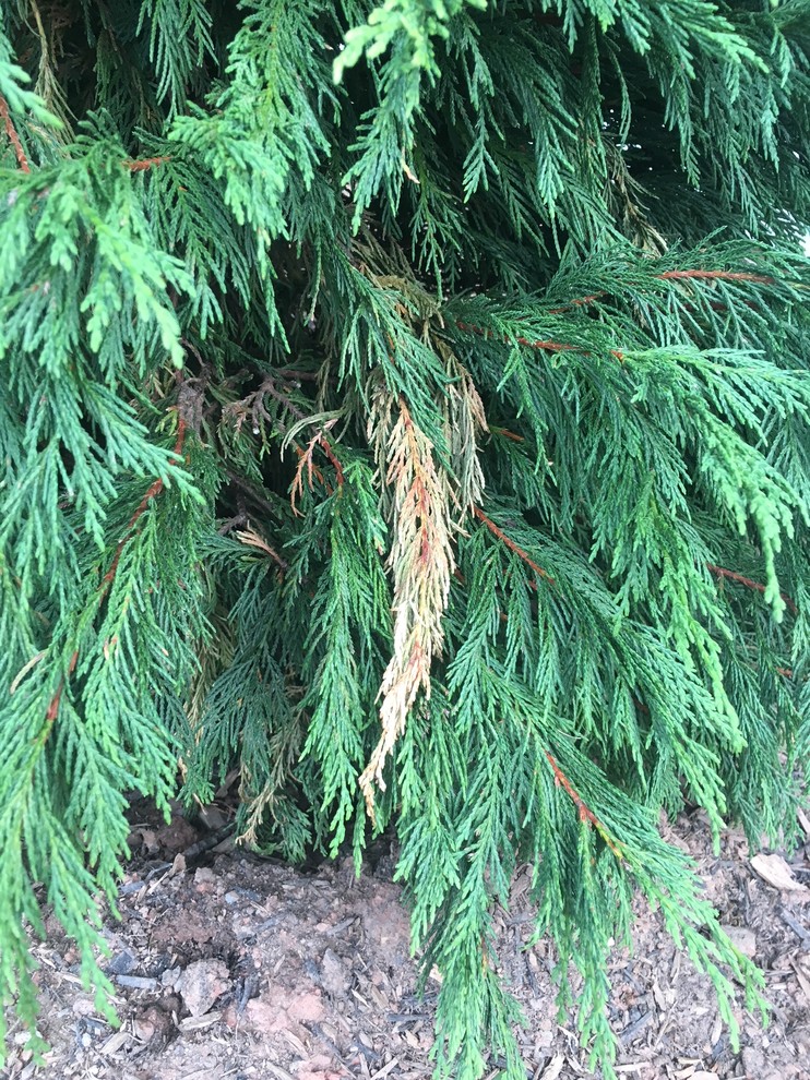 Newly Planted Leyland Cypress