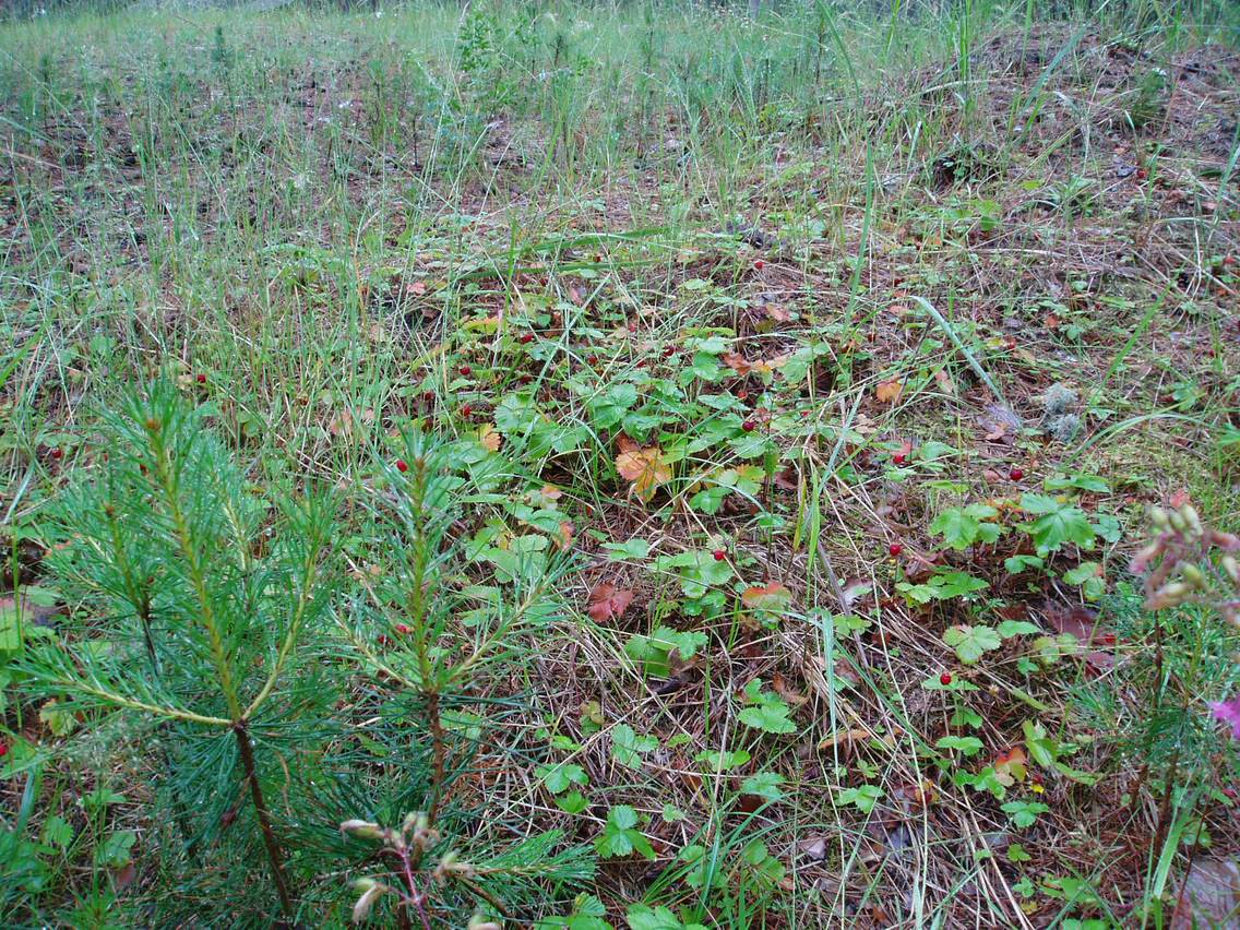 Объект «Сосновый».