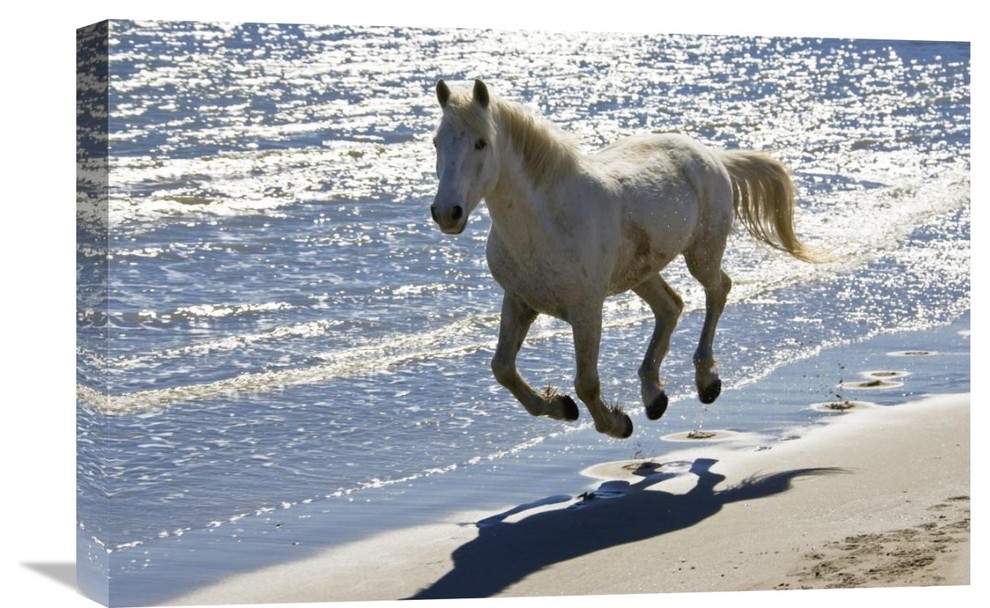 horse running on the beach