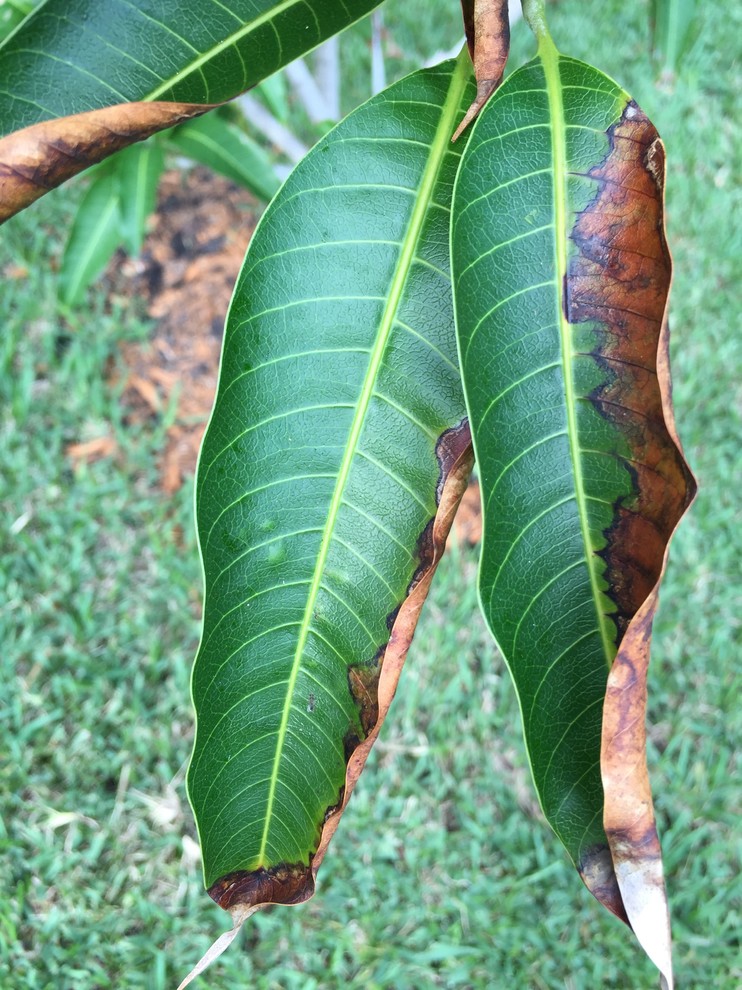 Mango tree, browning, dying leaves