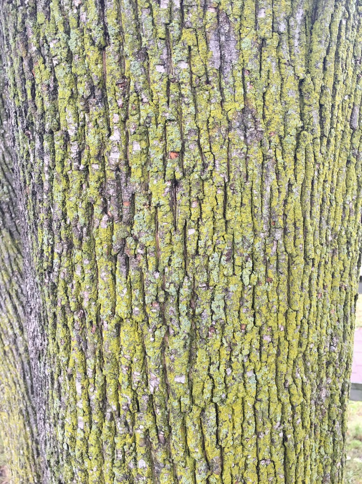 Another Tree ID