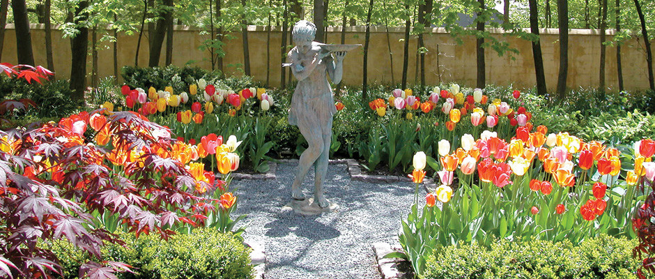 Tulips Dance in this Gardens with A Statue