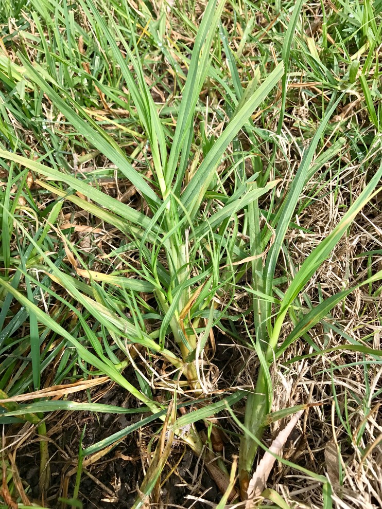 Help! What kind of grass do I have