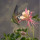 irma_woerner