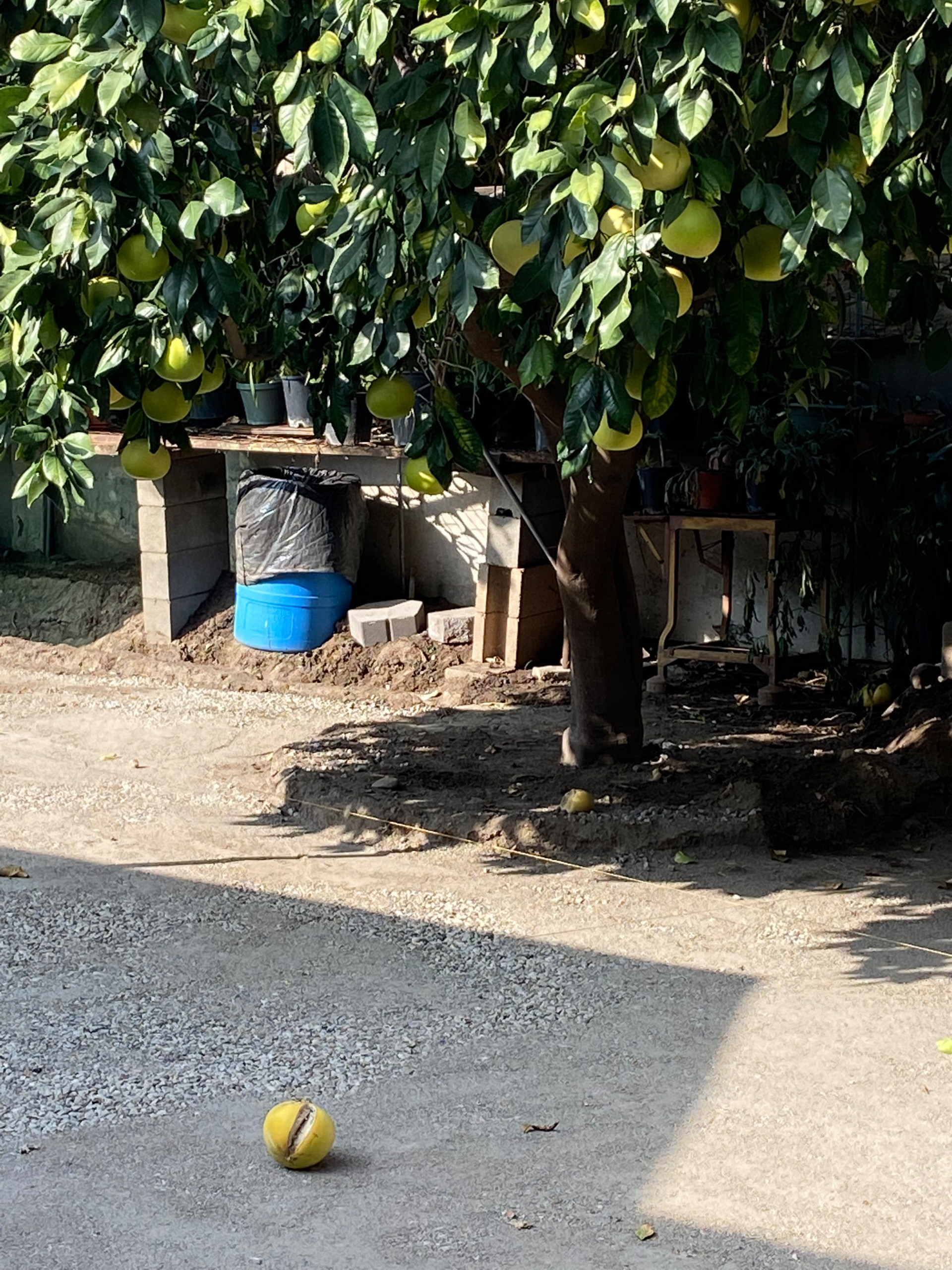 Northridge back yard Pavers Transformation