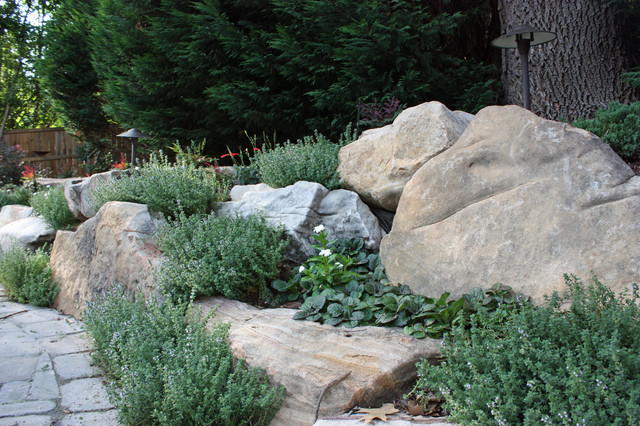 Natural boulder wall with lemon-scented thyme and Catlin's Giant Ajuga ...