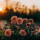 jim_coupe8