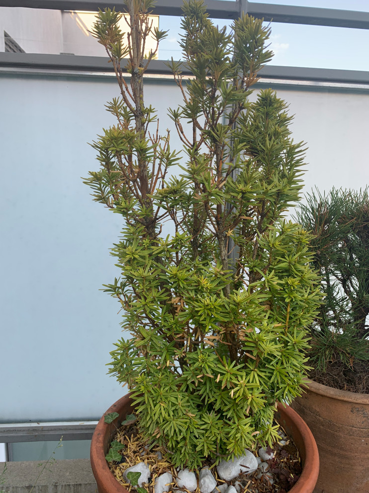 How to save a dying Yew