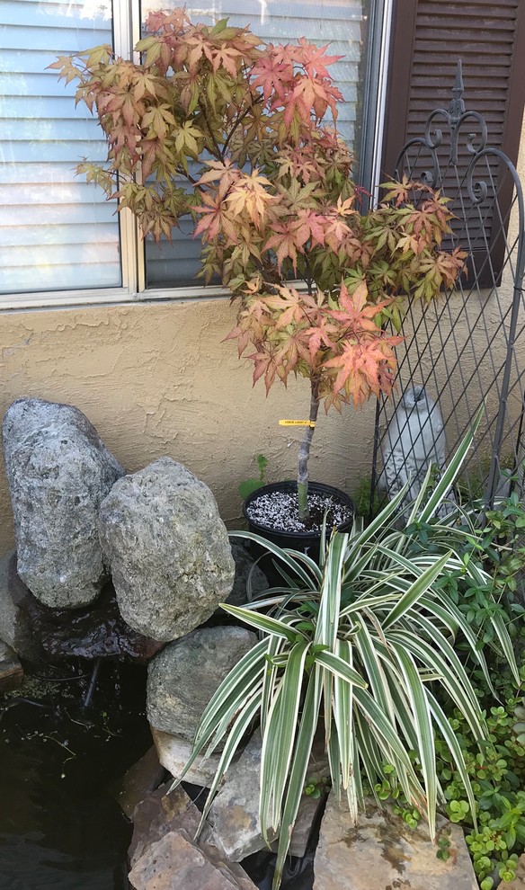 Amber Ghost Japanese Maple