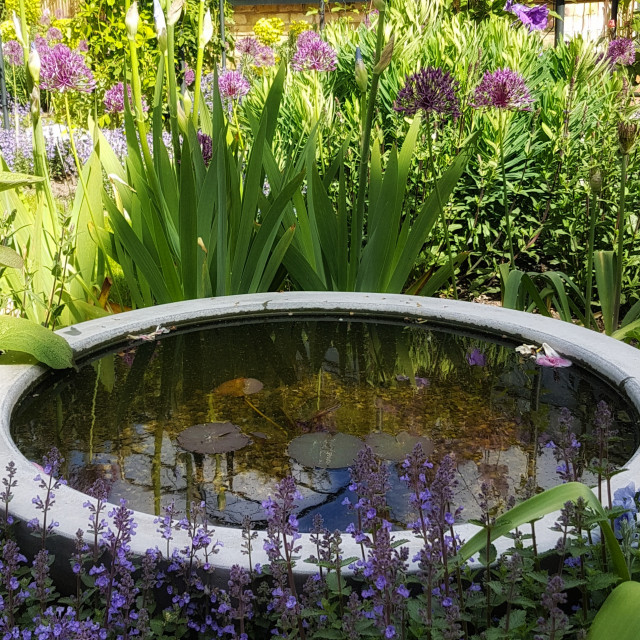 Beckenham North contemporary-garden