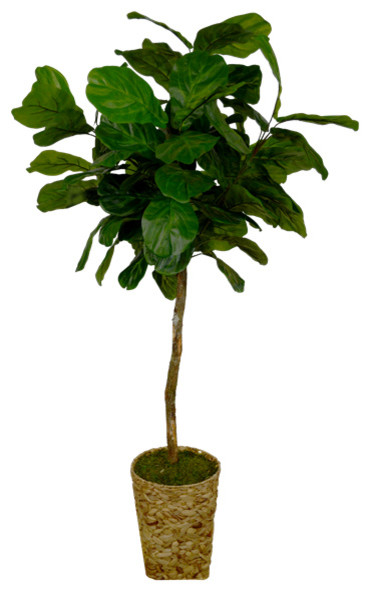 6.5' Majestic Fig in Round Seagrass Basket Container (3342)