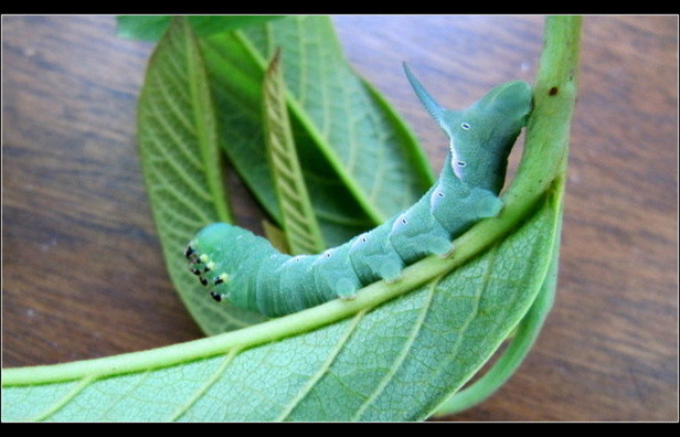 Pawpaw Sphinx Moth Cat is Growing! | Houzz Forum