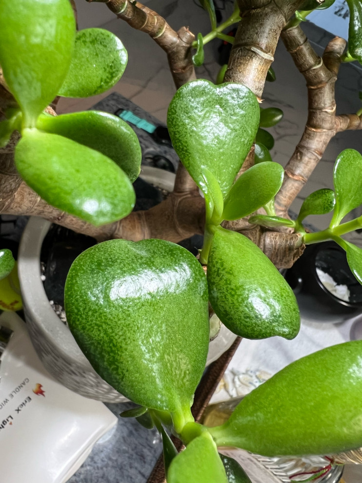 jade plant leaves turning dark green