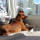 minpin1