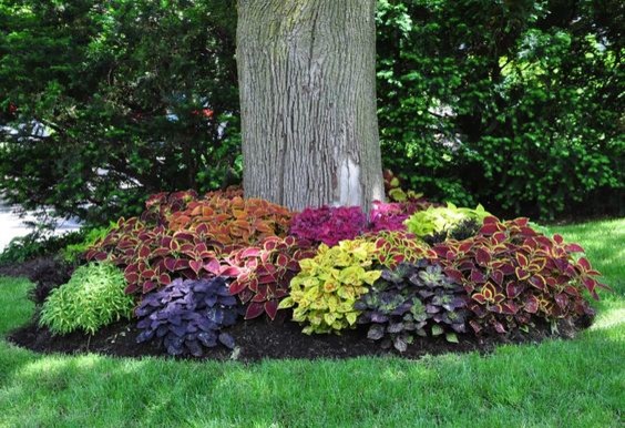 landscape around tree ideas