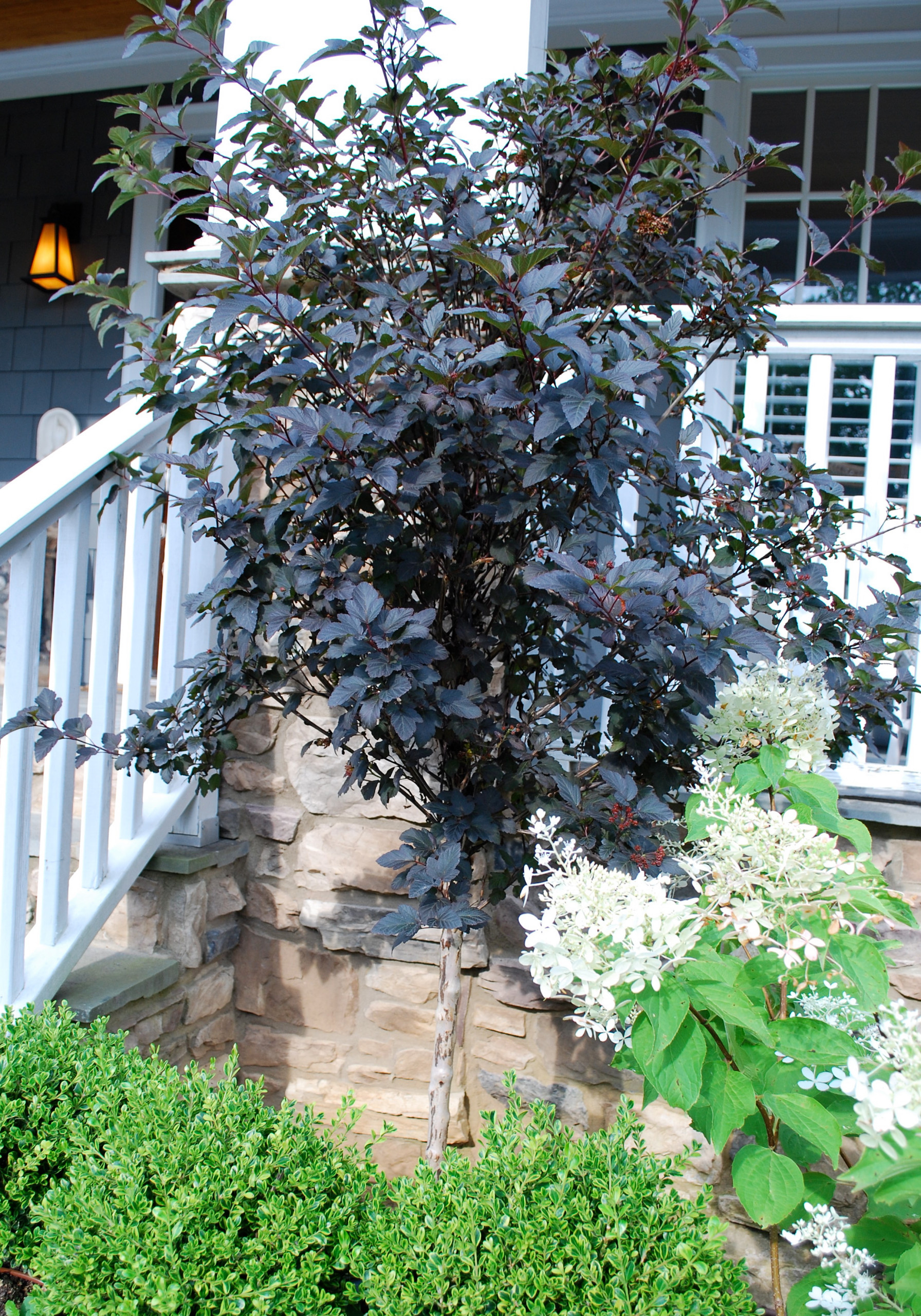 Great Design Plant: Sun-Loving Ninebark Puts on a Color Show