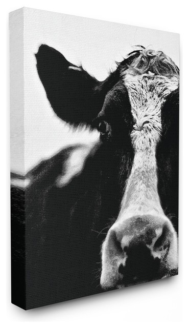 Black and White Horses Mini Poster 13/"x19/"