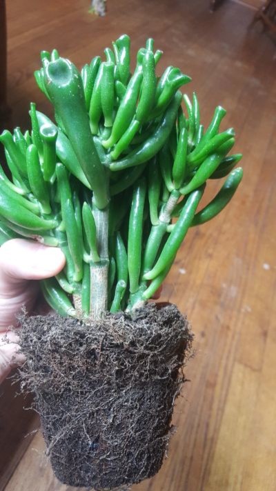 How do you cure root rot in a jade?