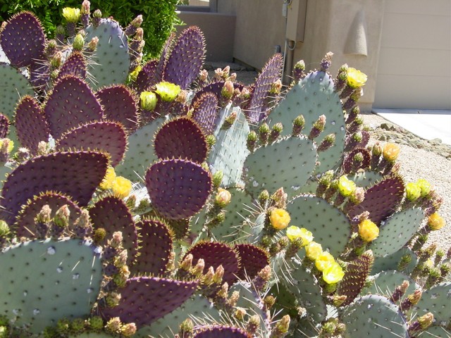 Great Design Plant Santa Rita Prickly Pear For Purple Appeal