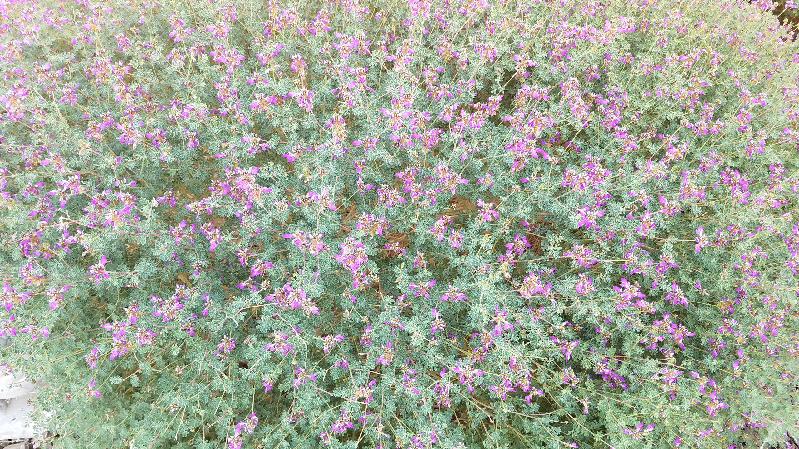 Dalea greggi_Trailing Delea (Indigo Bush)