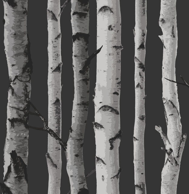 Distinctive Black Birch Tree Wallpaper Sample Rustic By Brewster Home Fashions Houzz - Irvin Grey Birch Tree Wallpaper