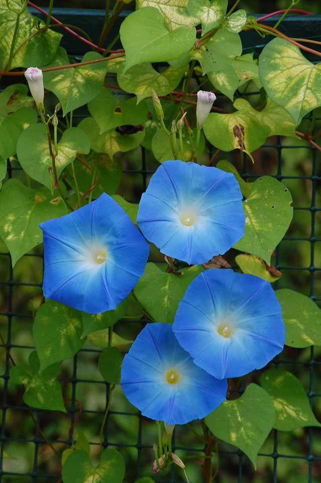 Morning Glory soil mix