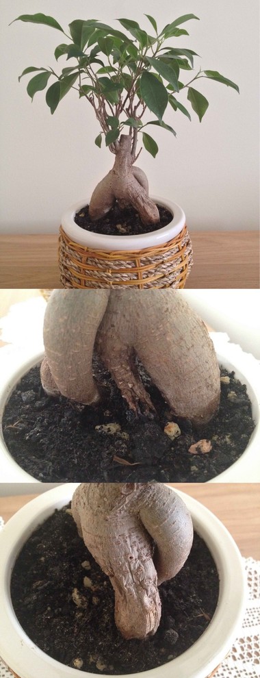 my bonsai is dying (Ginseng Ficus)