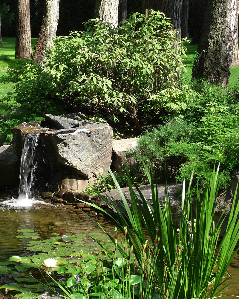 Сад с водоемом в КП " Сосновый Бор"