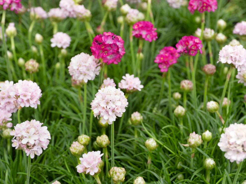 Sea Thrift Curve, Essex
