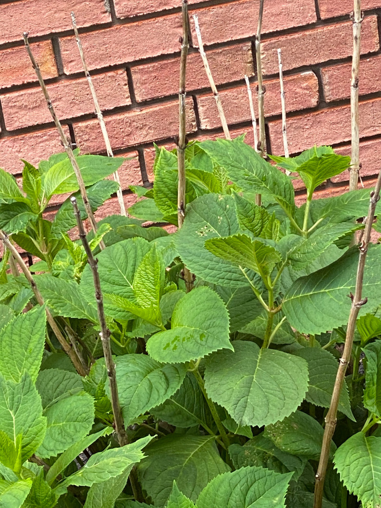 Why are all 6 of my hydrangeas dying?