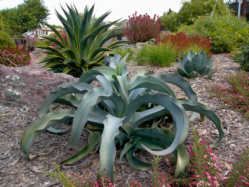 Inspiration for a mediterranean garden in San Luis Obispo.