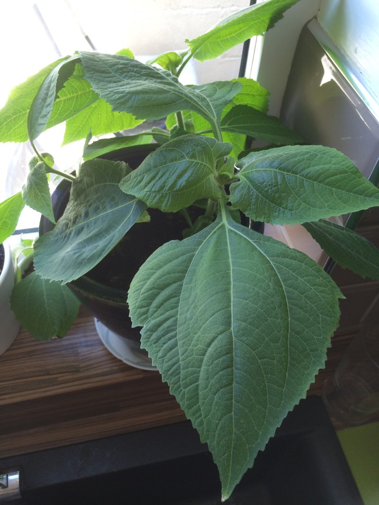 Seeds from poundland