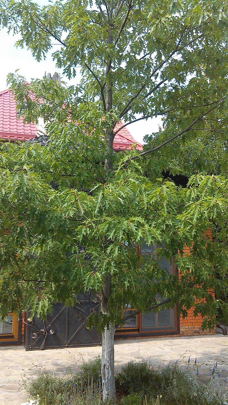 Домик среди старых дач