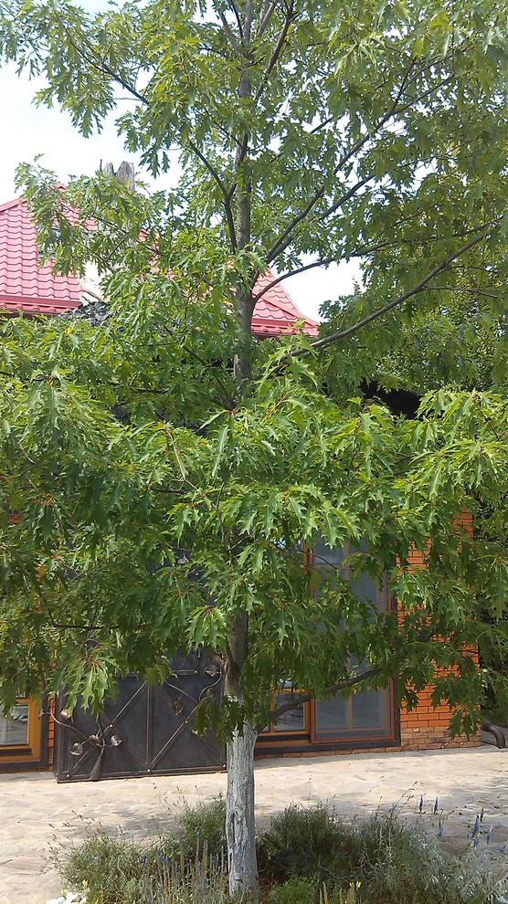 Домик среди старых дач