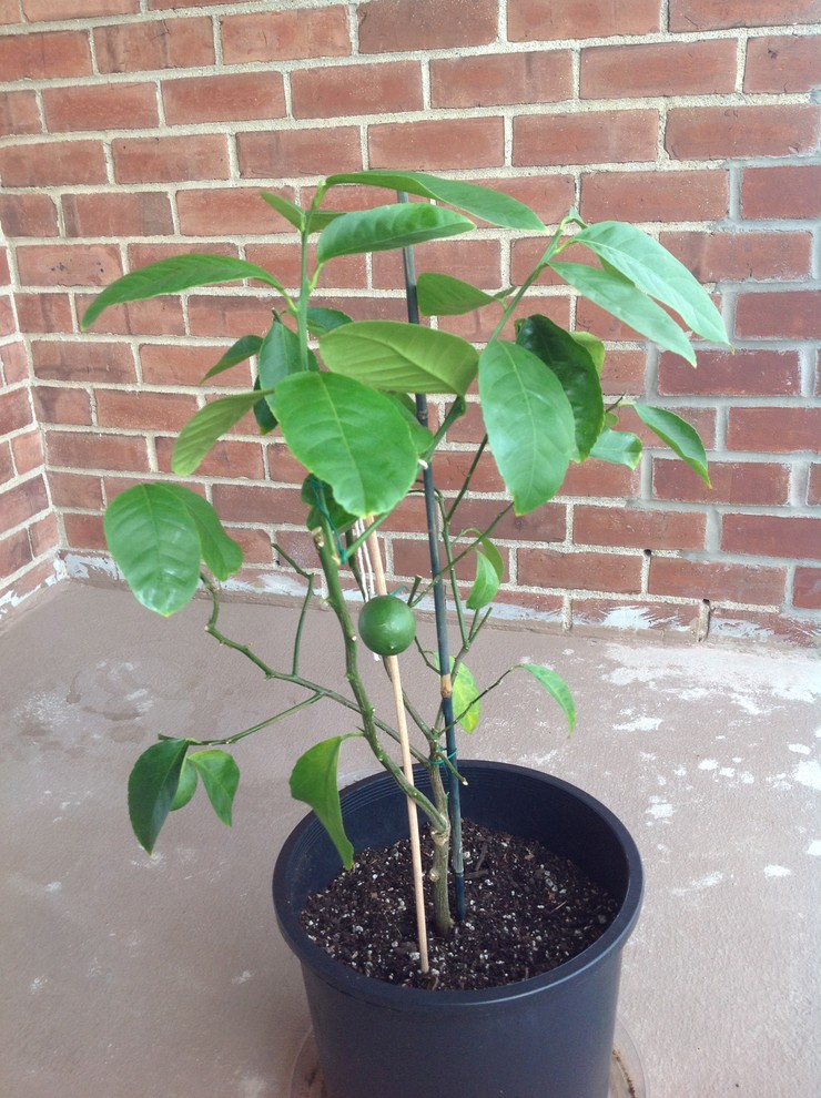 Best soil for an indoor potted Meyer Lemon tree