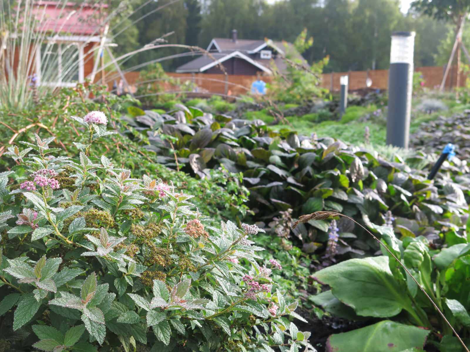 ЯГОДНОЕ ЛУКОШКО (РАСТВОРИВШИСЬ В РАДУГЕ). СЕЗОН 2016. УТРО