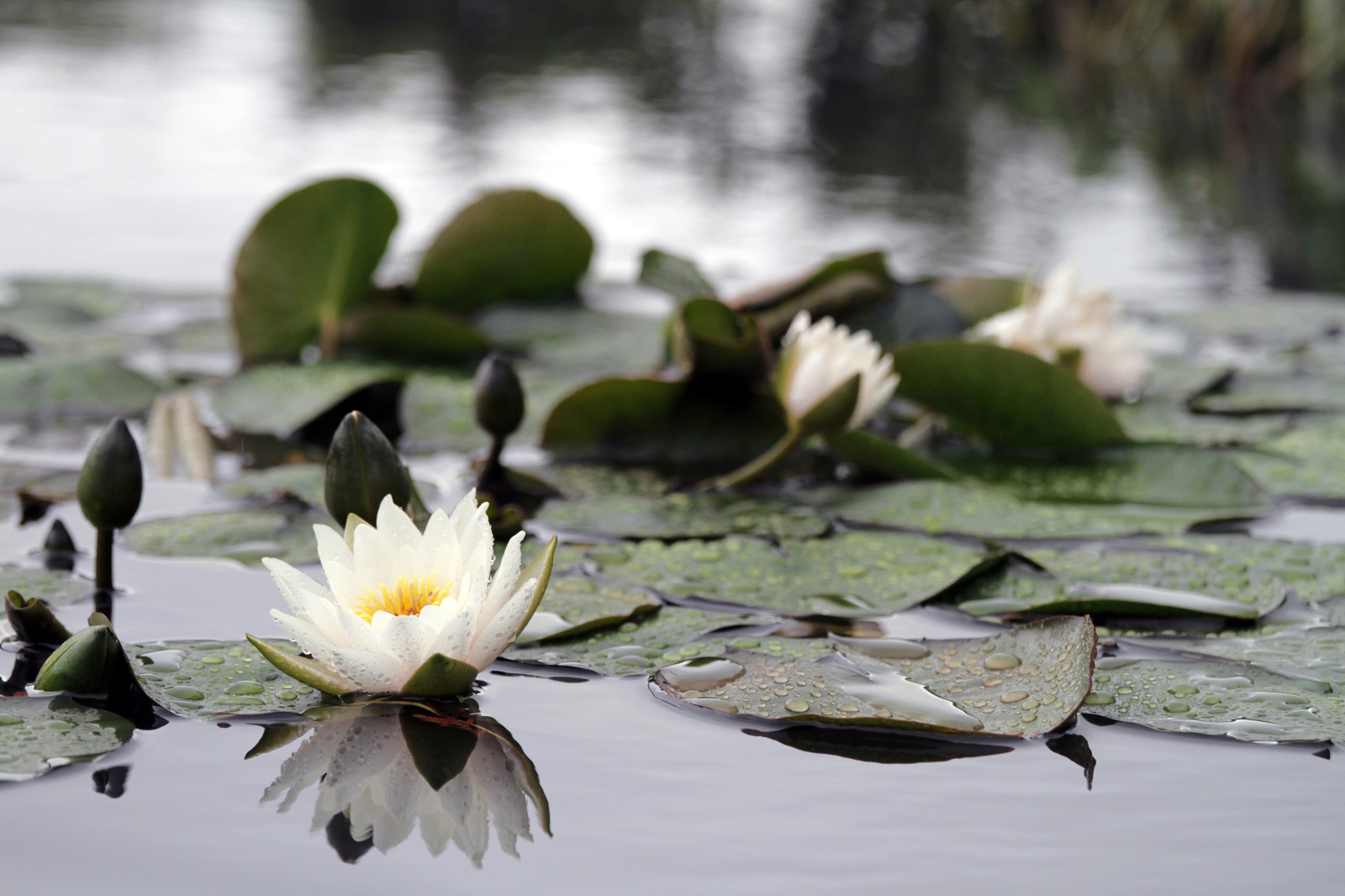 Геометрия природы Moscow Flower Show 2017