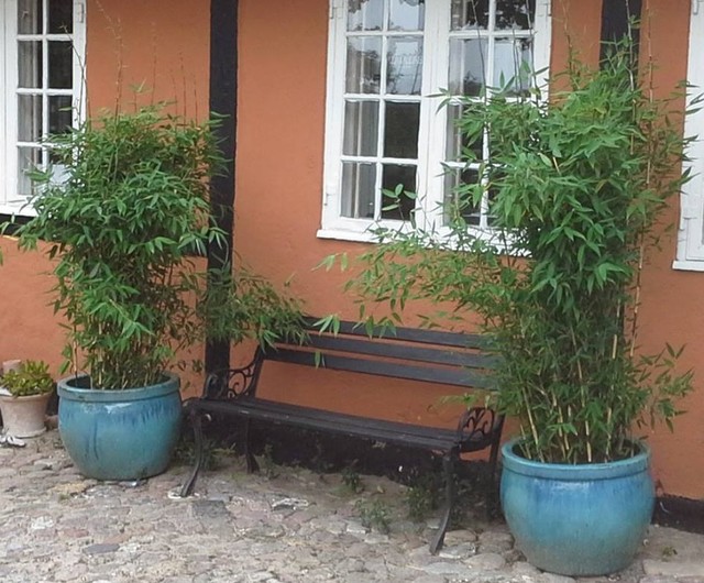 Blive ved Bebrejde bryder daggry Bambus hitter i haven – sådan holder du liv i de grønne stængler