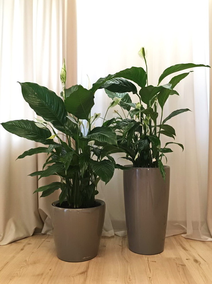 Озеленение частных квартир