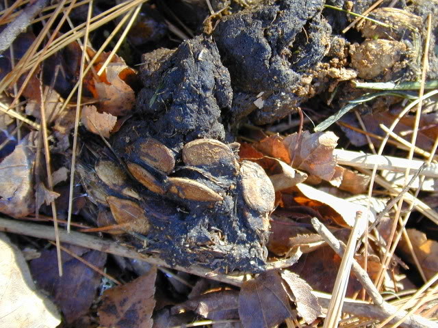 What is leaving this scat?