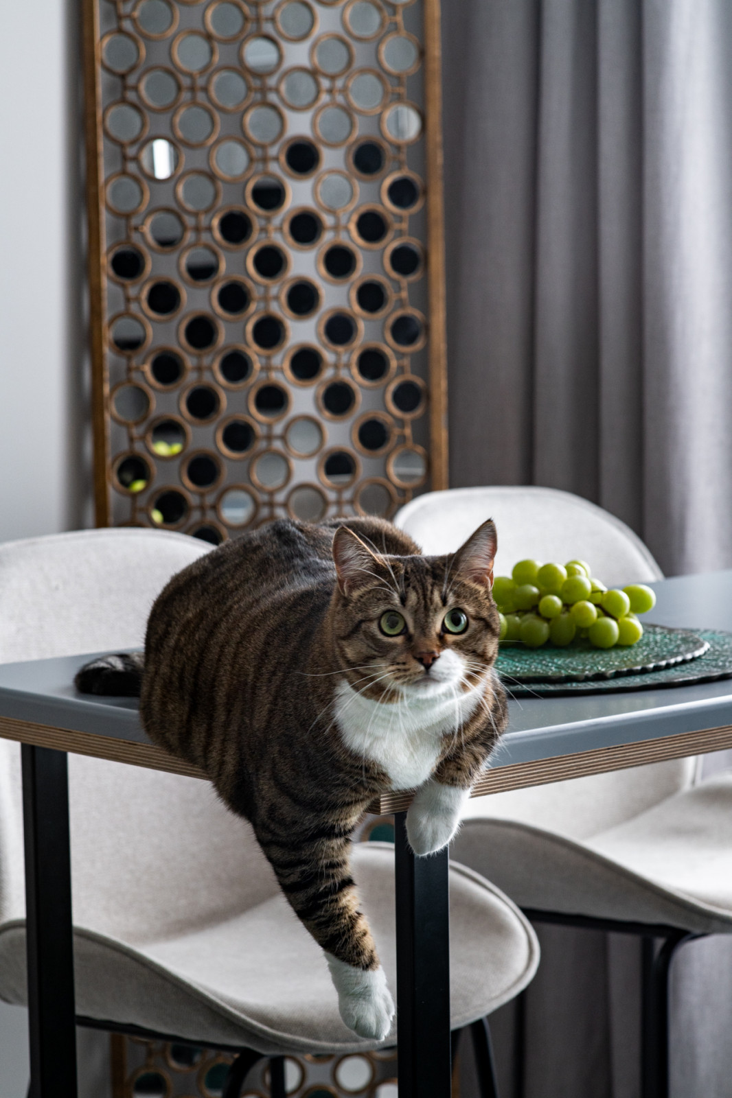 Кошачий рай