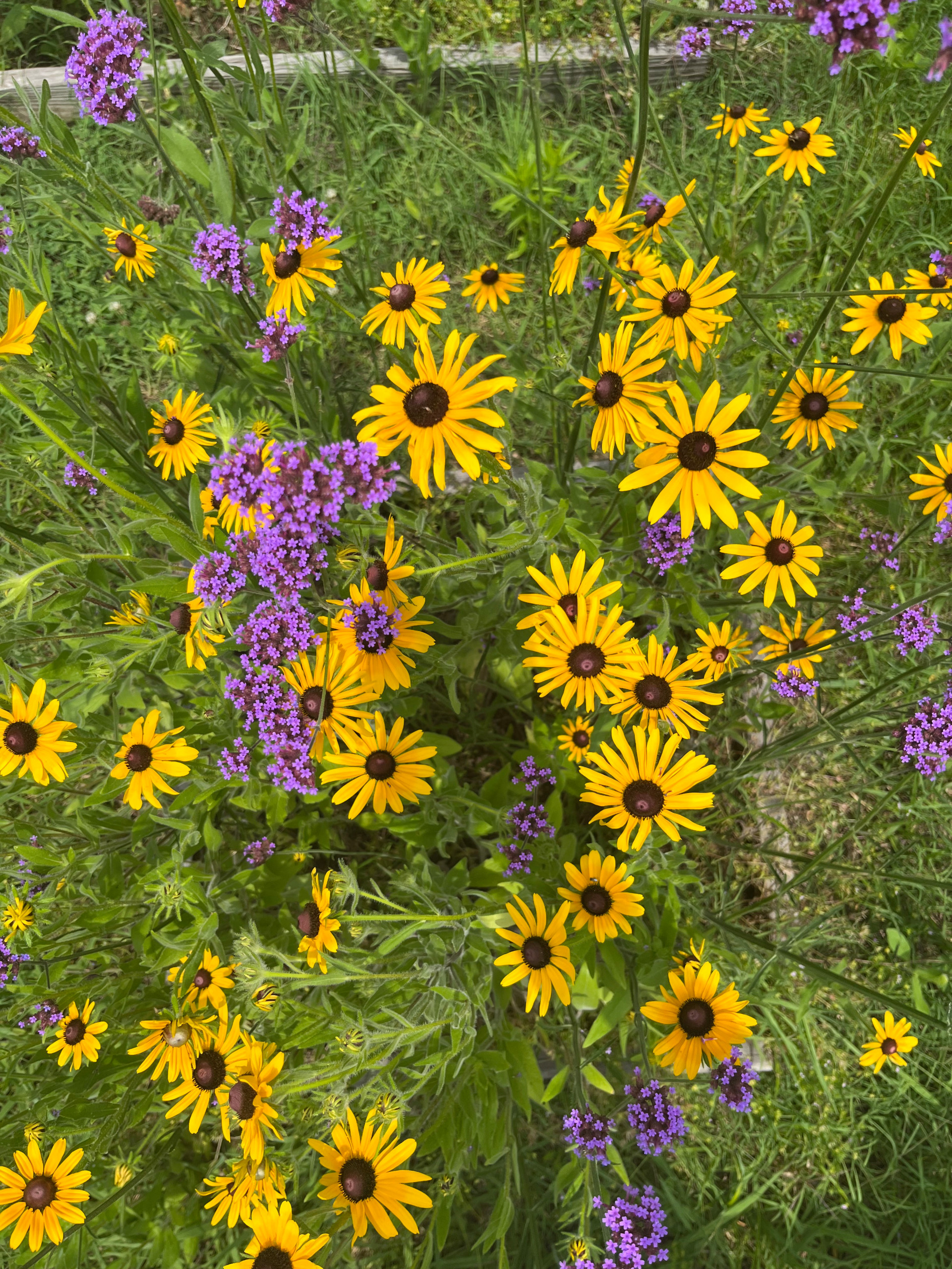 In Bloom