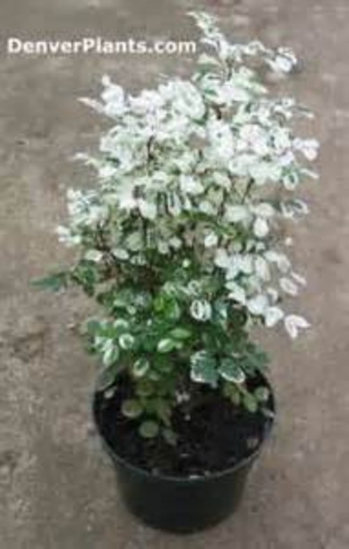 Anyone have experience with the mini snow bush as a houseplant?