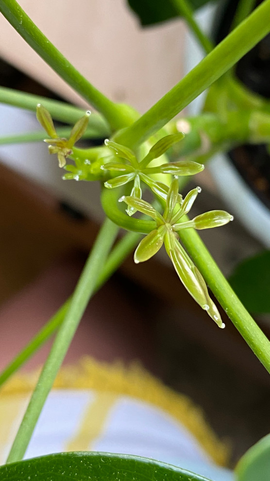 Sap bubbles on new umbrella plant growth
