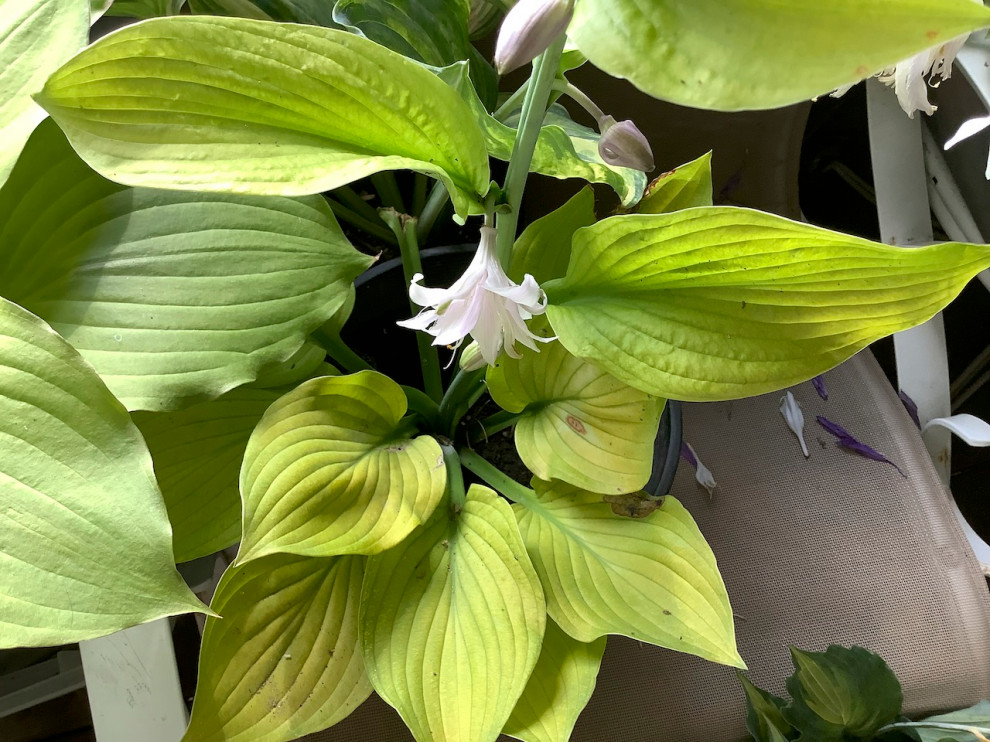 hosta Ki-renjyaku