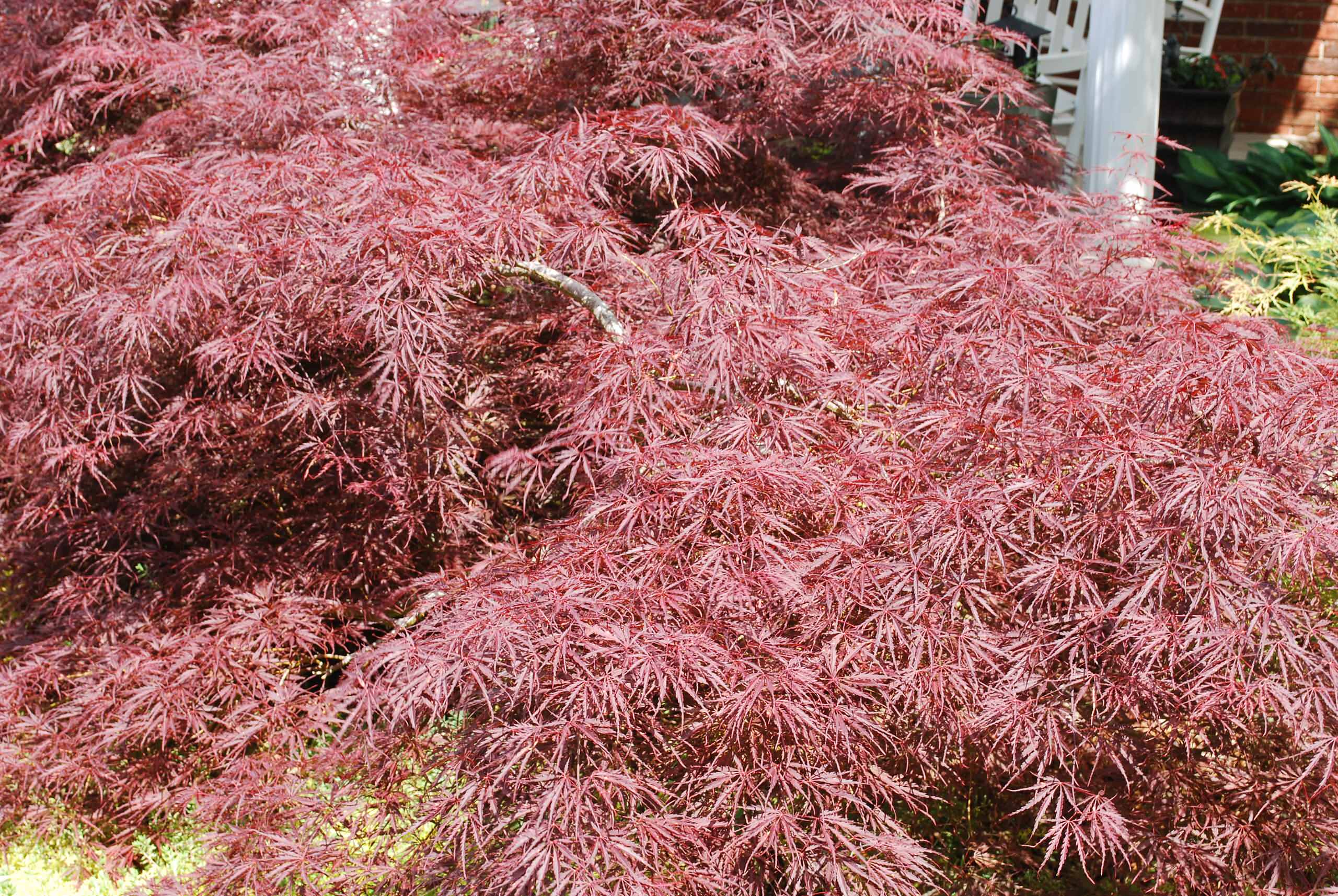 Acer palmatum 'Tamukeyama'
