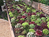 Traditional Landscape by Kate Eyre Garden Design