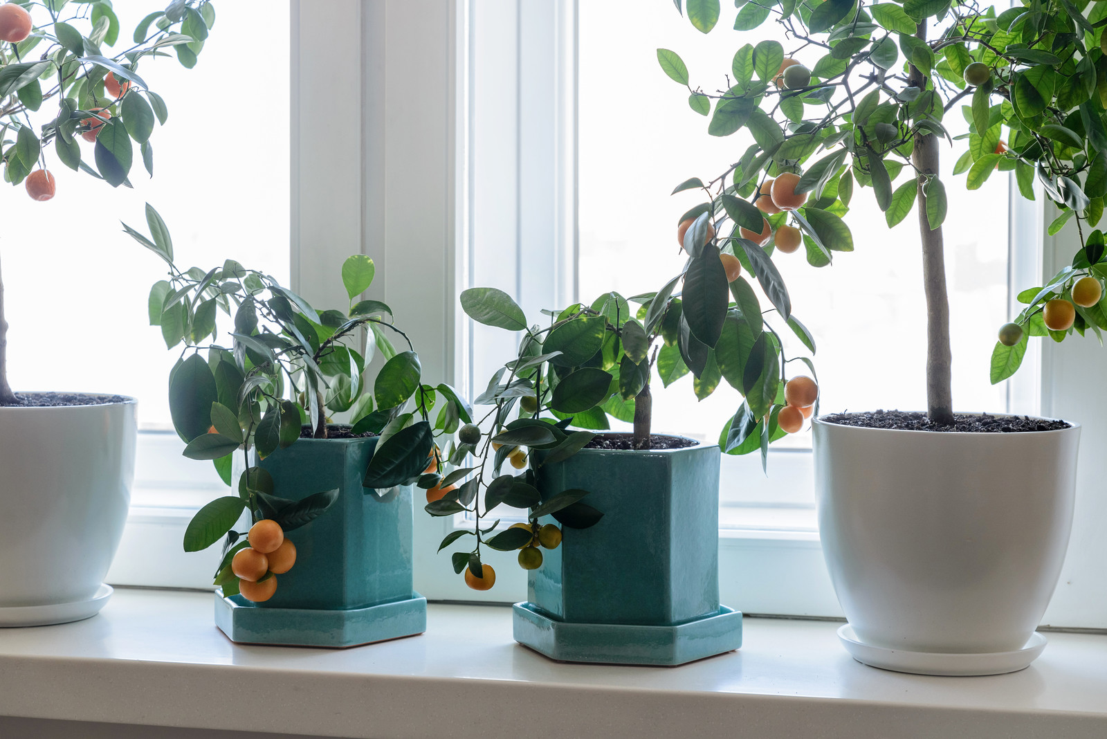 Озеленение квартиры