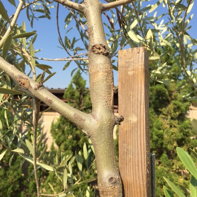 Swollen Tree Trunks Swollen trunk near previous cuts - disease? | Houzz Forum